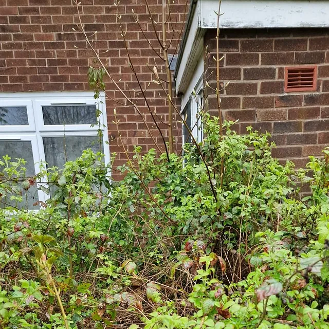 Garden Clearance